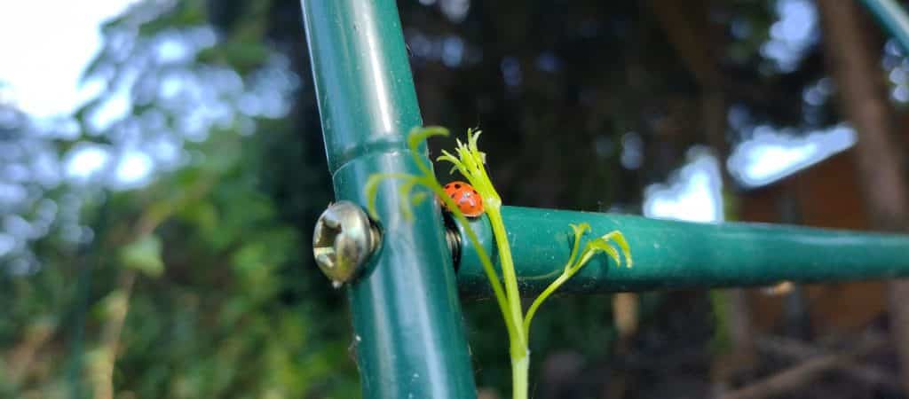 Ladybug on fence